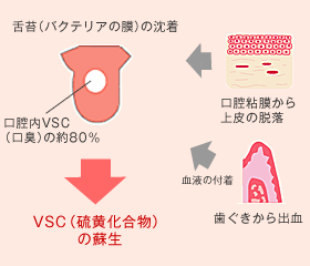 口腔粘膜から上皮の脱落＆歯ぐきから出血（血液の付着）→舌苔（バクテリアの膜）の沈着｜口腔内VSC（口臭）の約80％→VSC（硫黄化合物）の蘇生